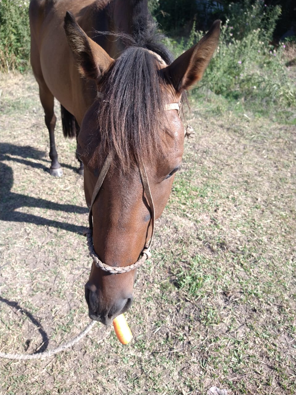 Piden que autoridades intervengan por un caballo abandonado en barrio Villa Elvira